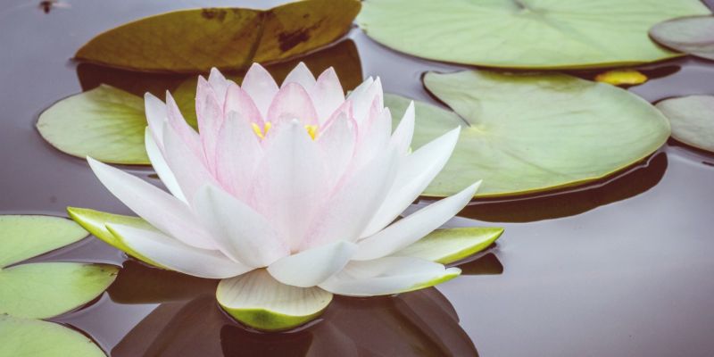 Yoga Beyond Asana